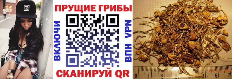 Галлюциногенные грибы Psilocybine cubensis  Лесосибирск 